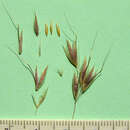 Image of tall oat grass