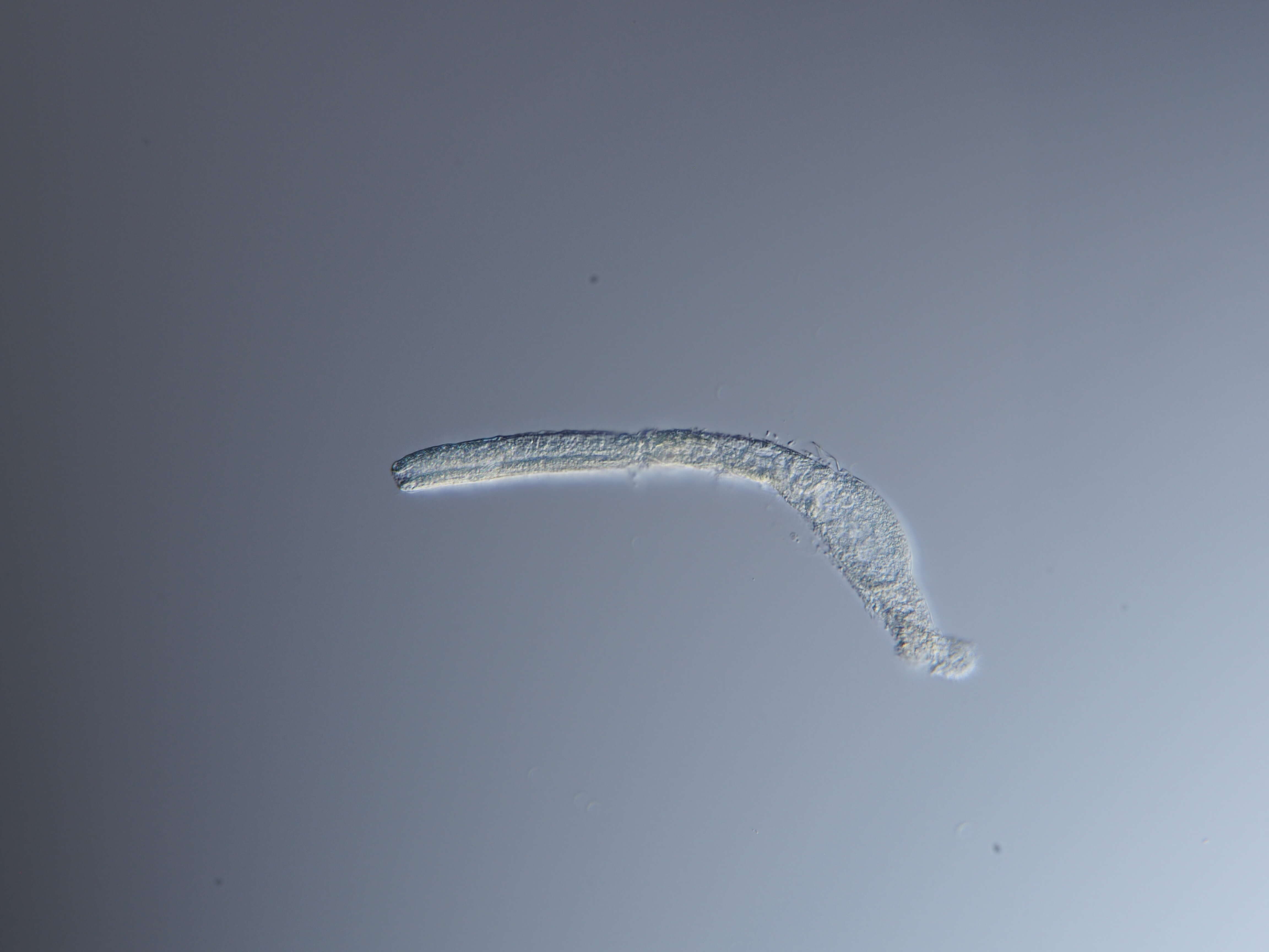 Image of Cephalodasys interinsularis Kieneke, Schmidt-Rhaesa & Hochberg 2015