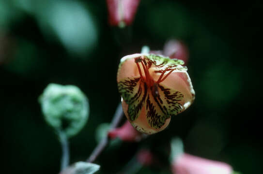 Image of Bomarea edulis (Tussac) Herb.