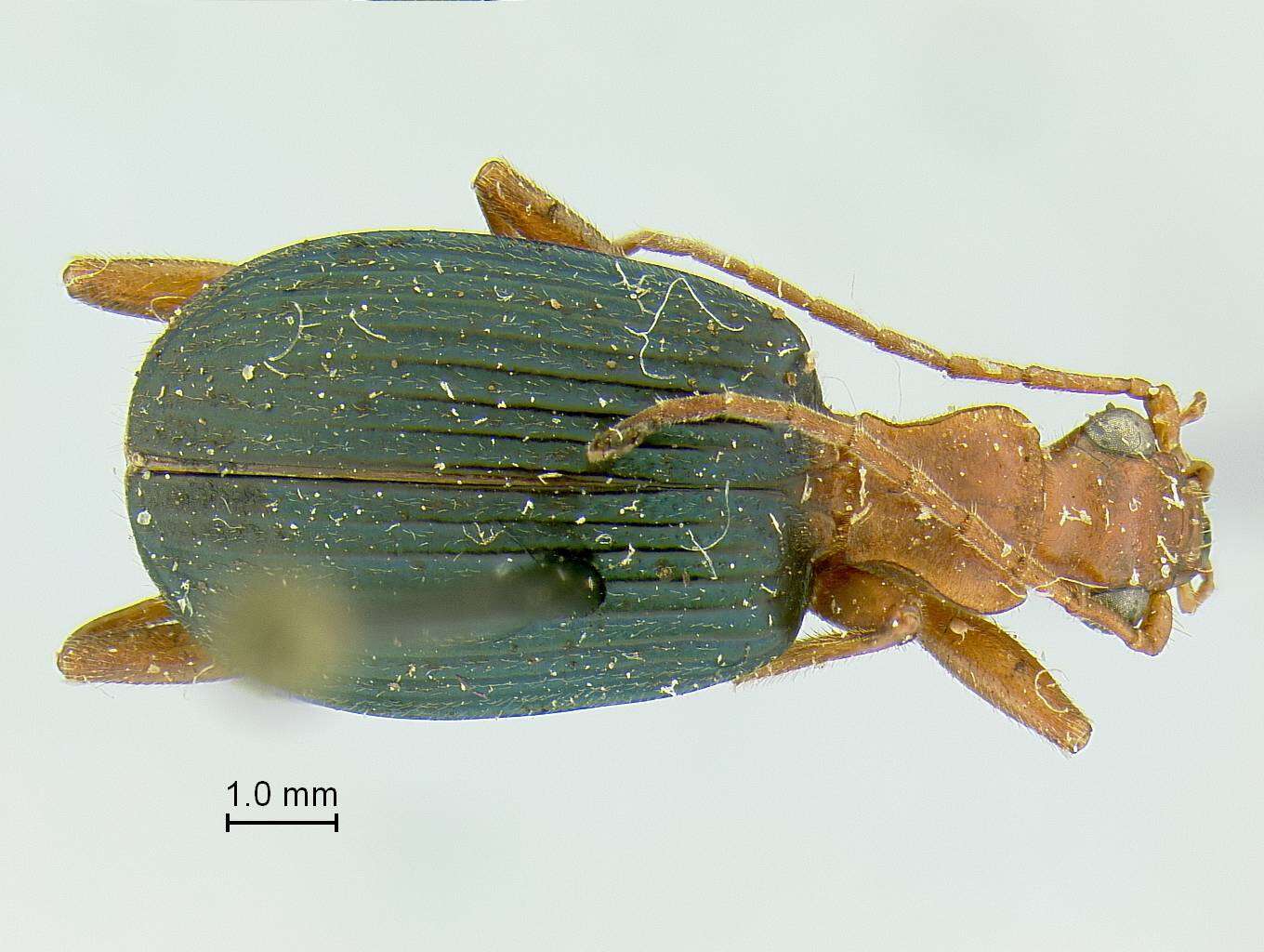 Слика од Brachinus (Neobrachinus) oaxacensis Erwin 1970