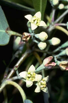 Image of coastal sandalwood