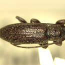 Image of Mycerinopsis anatahana (Gressitt 1956)