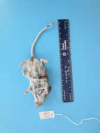 Image of Deer Mouse