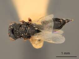 Image of Eurytoma baccae Bugbee 1967