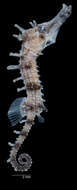 Image of Lined Seahorse