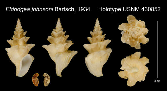 Image of Clavus johnsoni (Bartsch 1934)