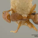 Image of Strumigenys depressiceps Weber 1934