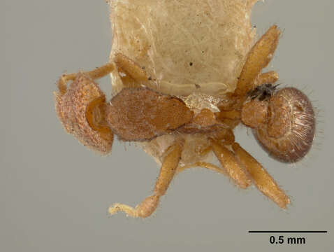 Image of Strumigenys depressiceps Weber 1934