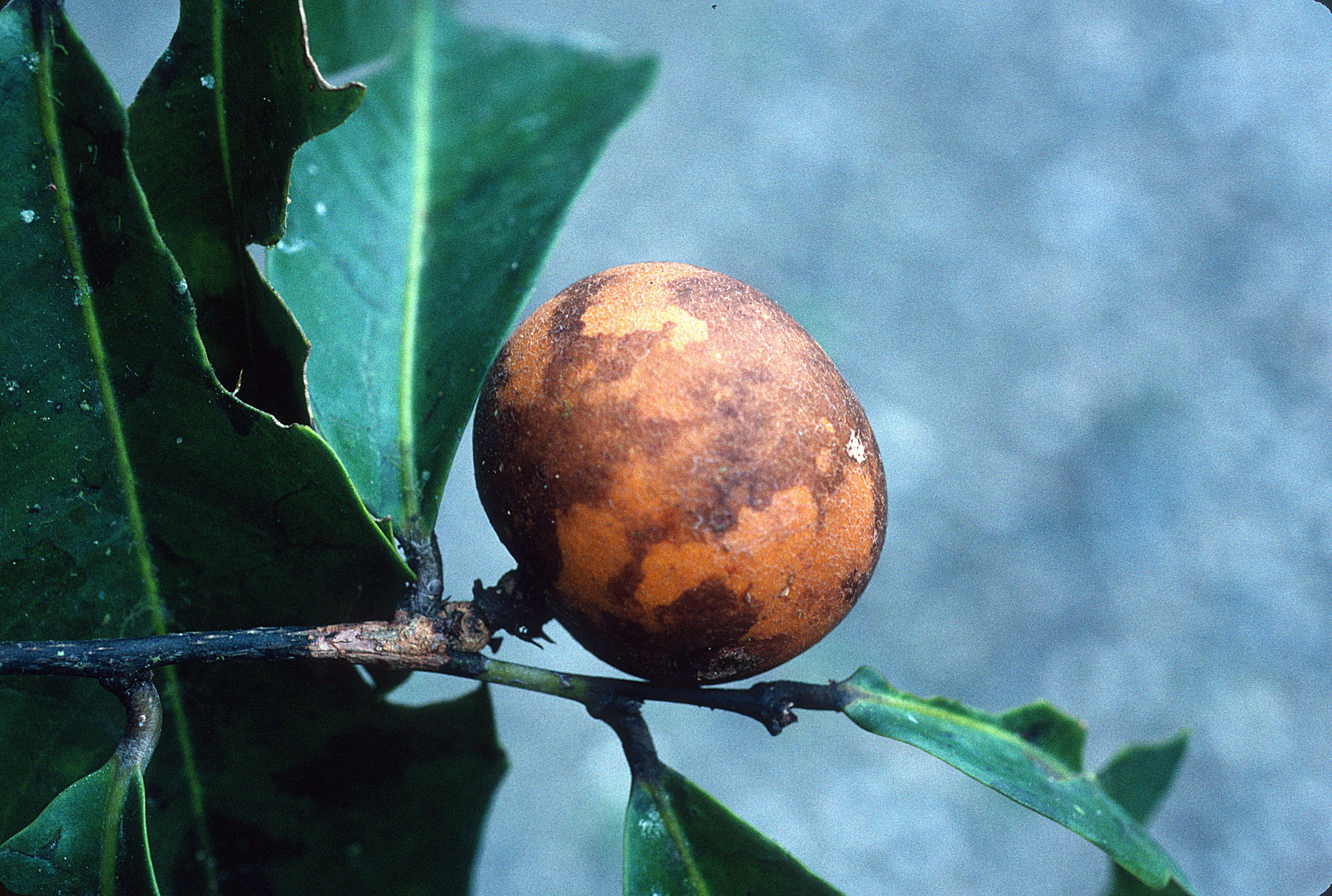 Image of Moutabea aculeata (Ruiz & Pav.) Poeppig & Endlicher