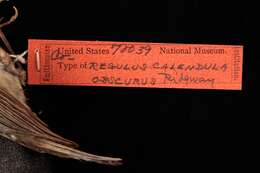 Regulus calendula obscurus Ridgway 1876 resmi
