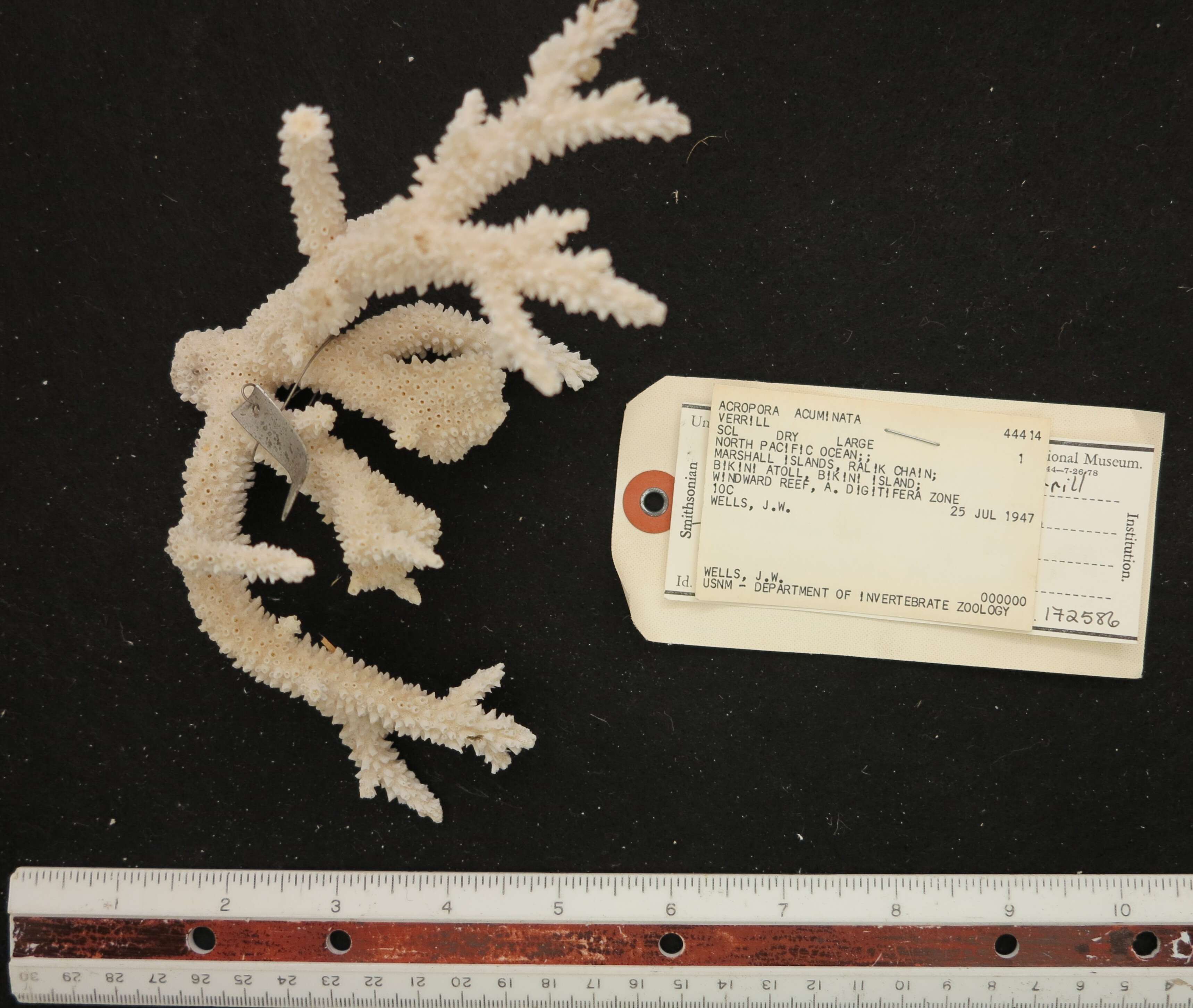 Image of Staghorn coral