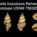 Image of Clathurella fuscobasis Rehder 1980