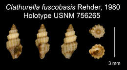 Image of Clathurella fuscobasis Rehder 1980