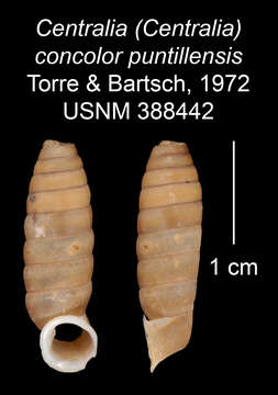 Imagem de <i>Centralia concolor puntillensis</i> Torre & Bartsch