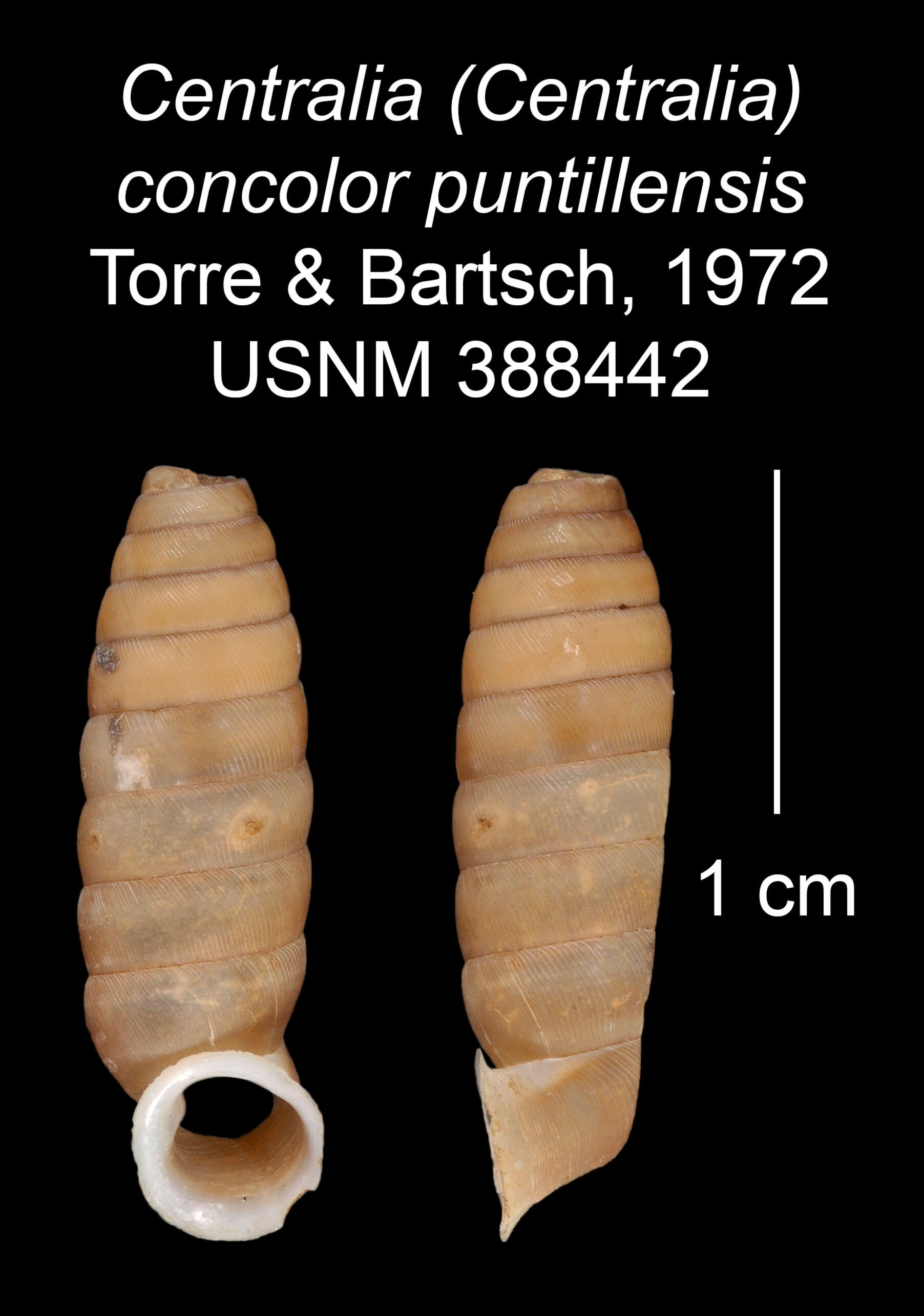 Imagem de <i>Centralia concolor puntillensis</i> Torre & Bartsch