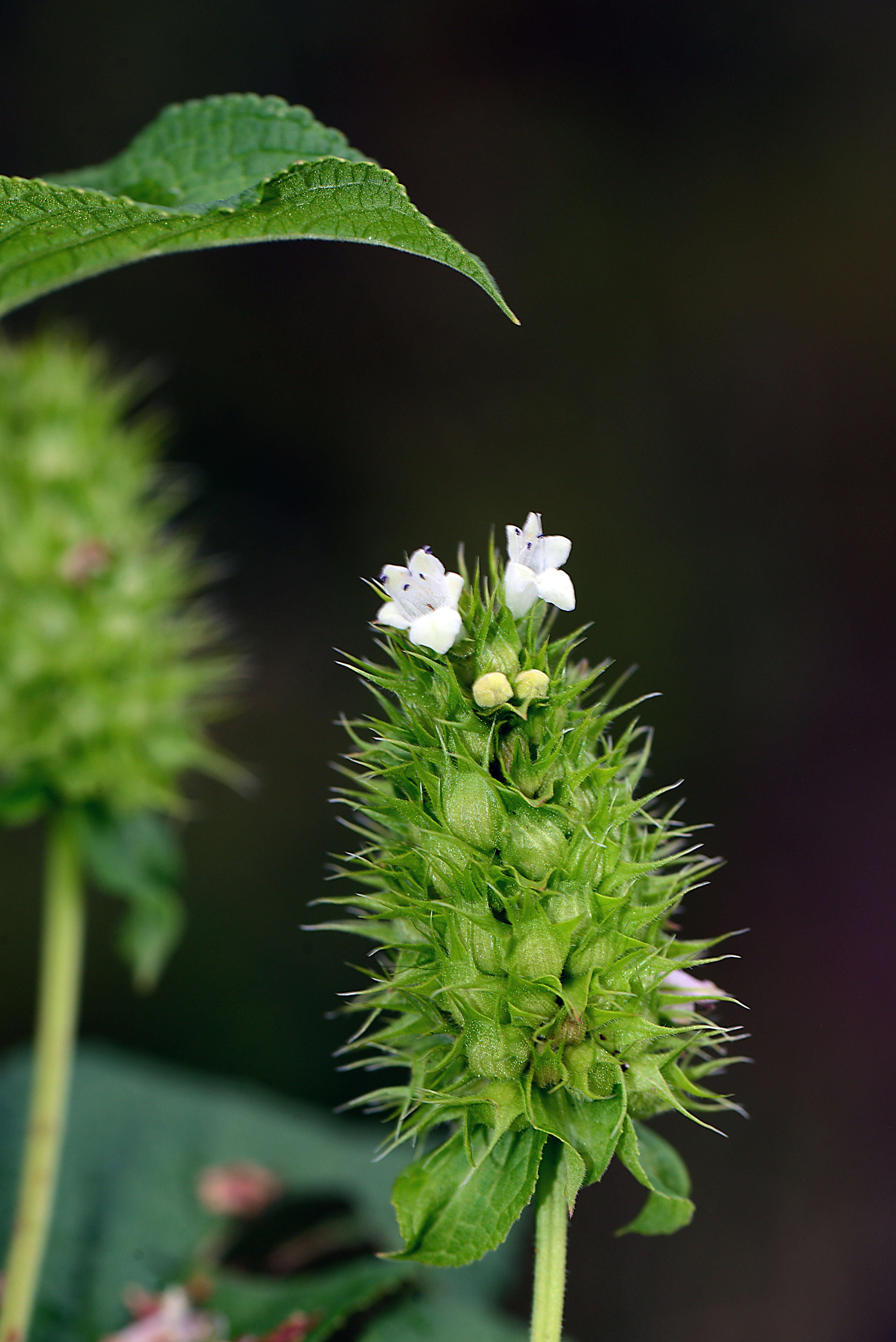 Image of Lepechinia caulescens (Ortega) Epling