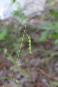 Слика од Desmodium viridiflorum DC.