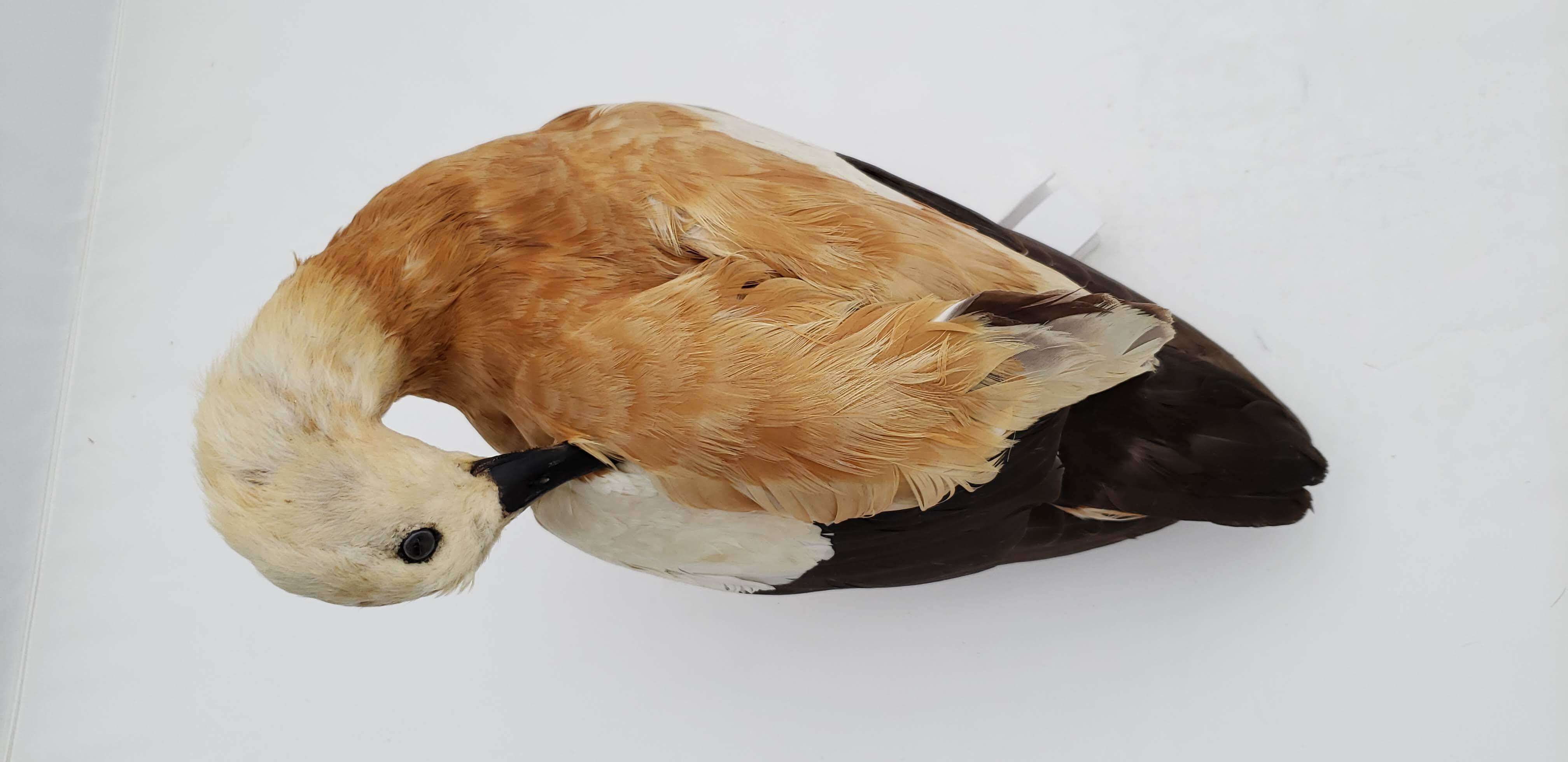 Image of Ruddy Shelduck