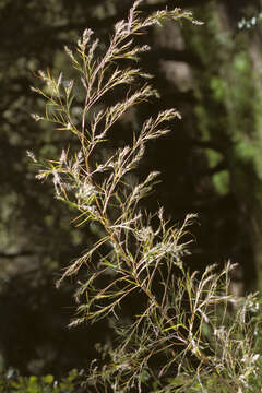 Image of bamboo muhly