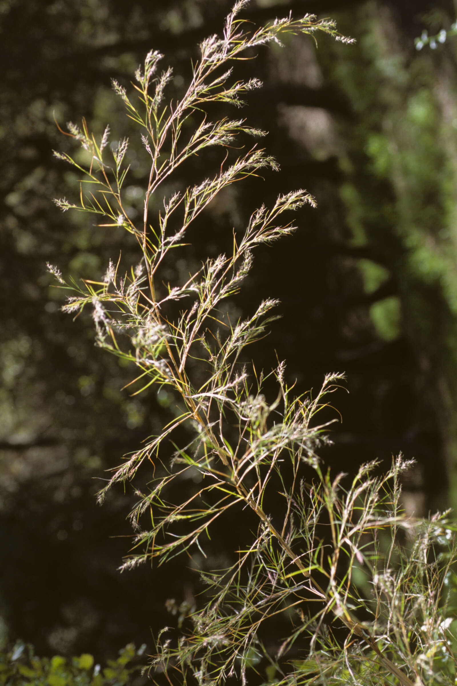 Plancia ëd Muhlenbergia dumosa Scribn. ex Vasey