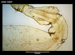 Sivun Achelia spicata (Hodgson 1915) kuva