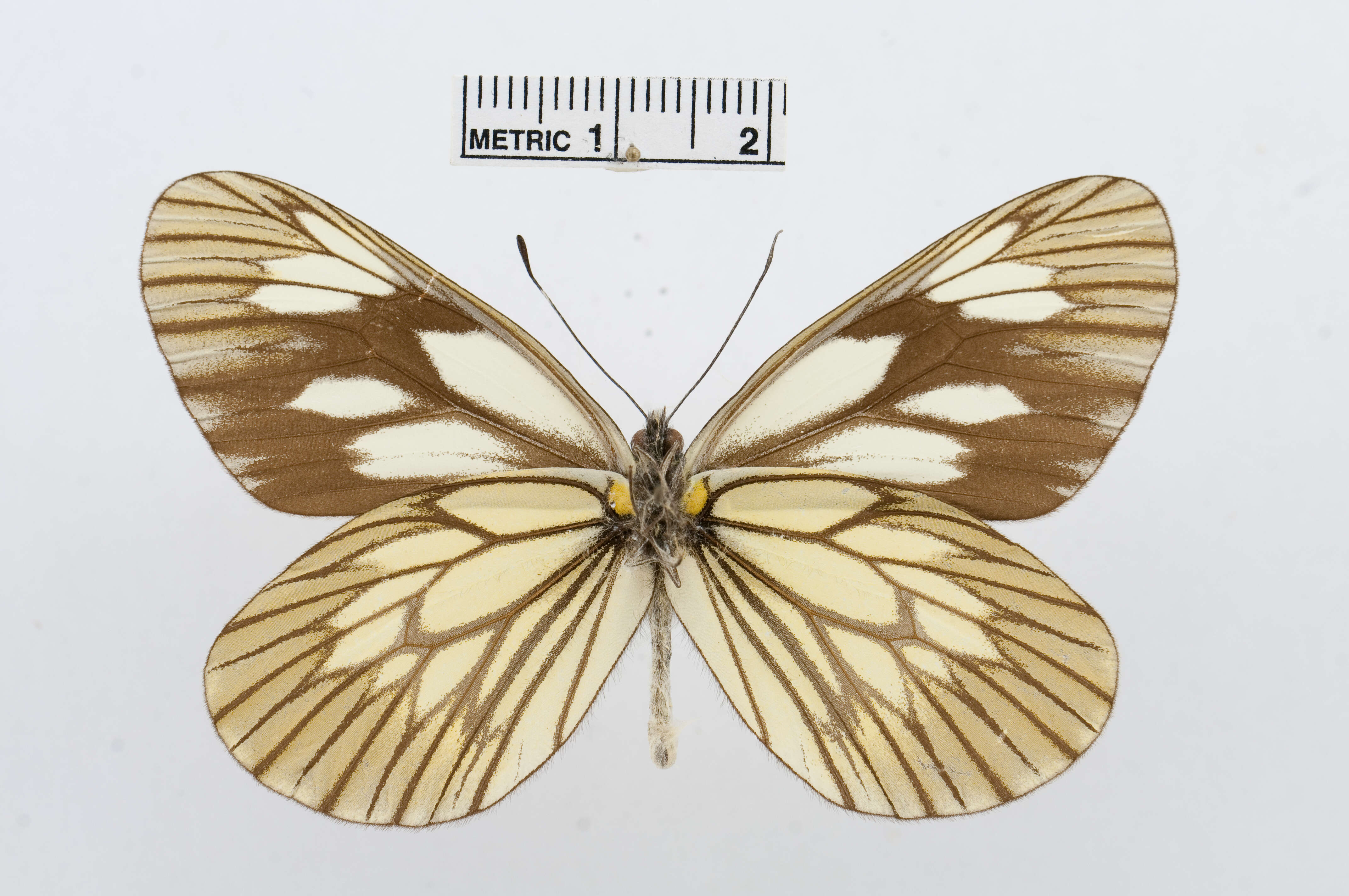 Image of Aporia acraea (Oberthür 1885)