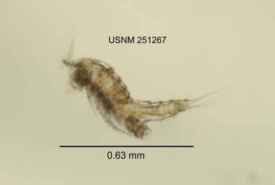 Sivun Attheyella obatogamensis (Willey 1925) kuva