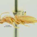 Pseudanophthalmus grandis Valentine 1931 resmi