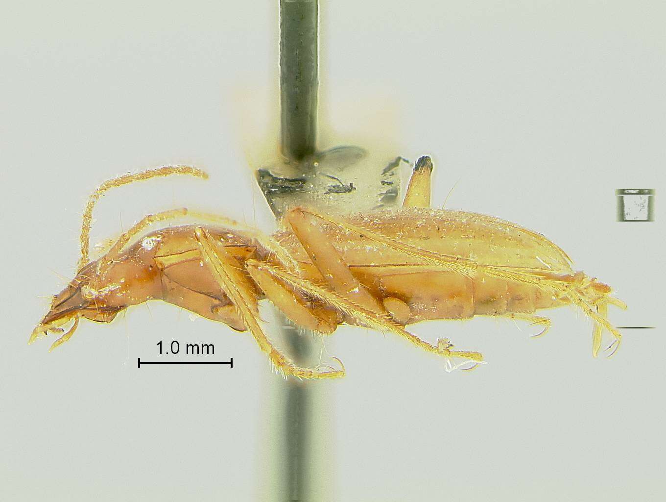 Слика од Pseudanophthalmus grandis Valentine 1931