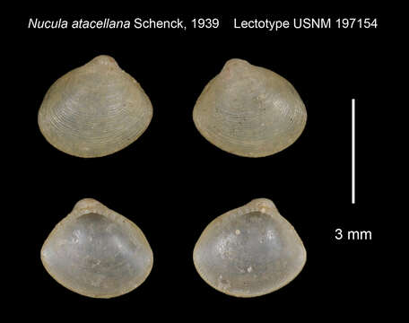 Nucula atacellana Schenck 1939的圖片