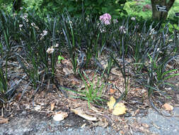 Image of Ophiopogon planiscapus Nakai