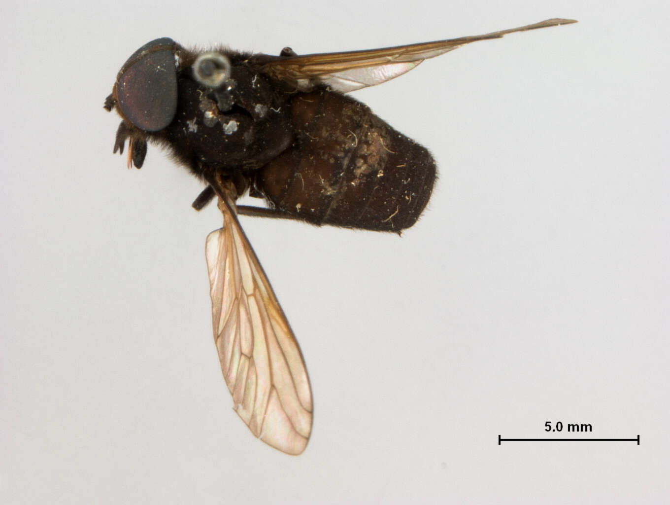 Image of Cydistomyia crepuscularis Oldroyd 1949