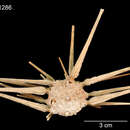 Image of Stereocidaris sceptriferoides lamellata Mortensen 1927