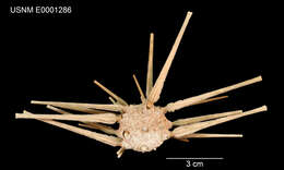 Image de Stereocidaris sceptriferoides lamellata Mortensen 1927