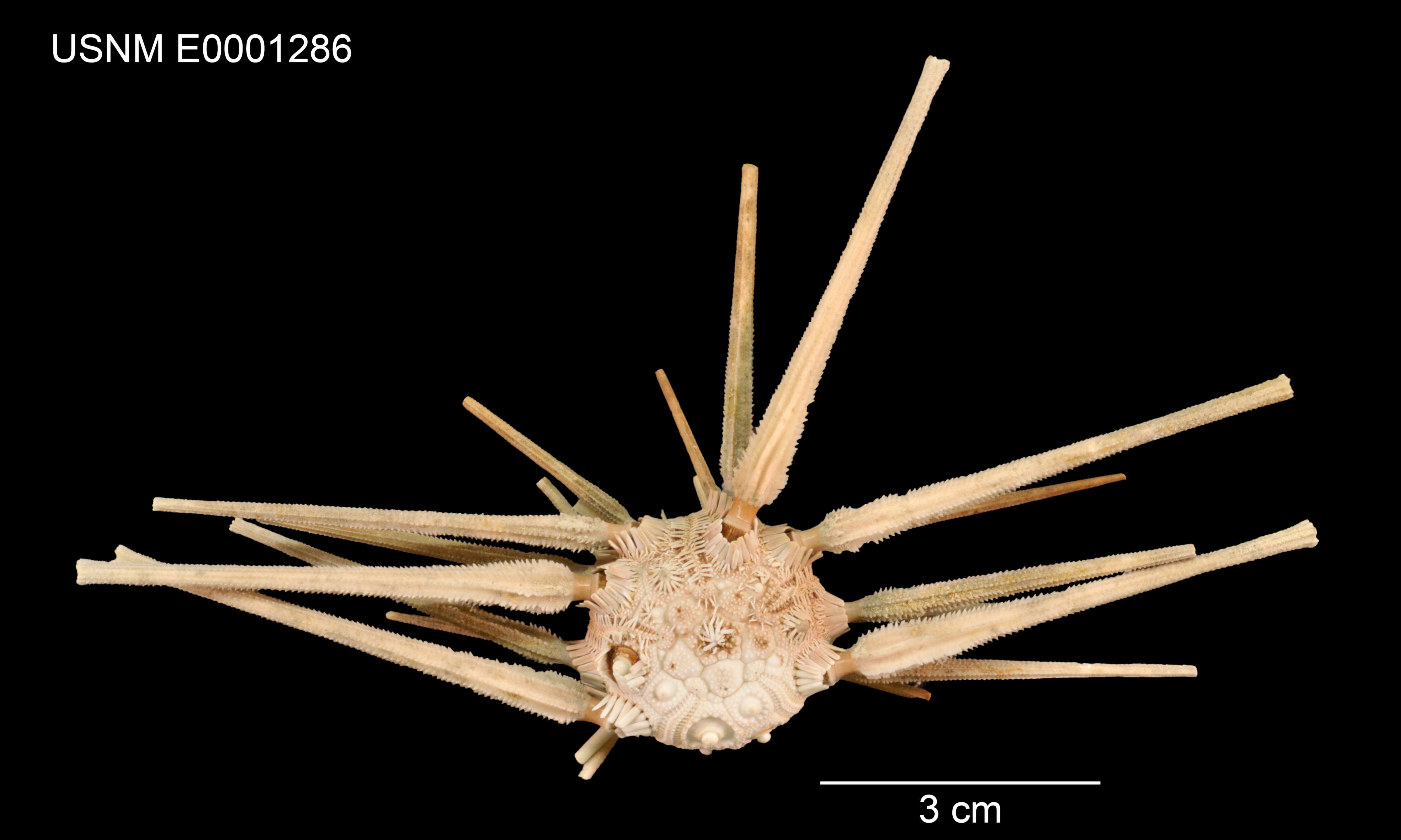 Image of Stereocidaris sceptriferoides Döderlein 1887