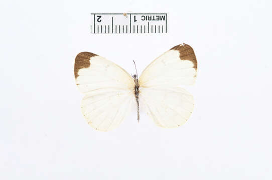 Image of Eurema hapale (Mabille 1882)