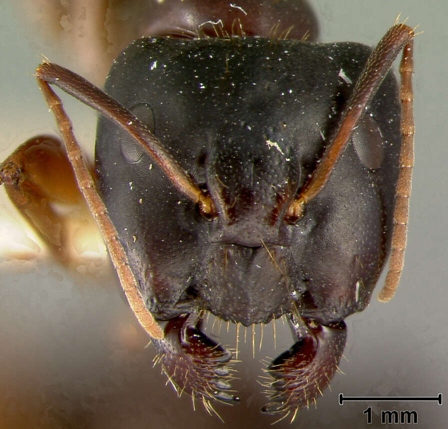 Plancia ëd Camponotus maculatus (Fabricius 1782)