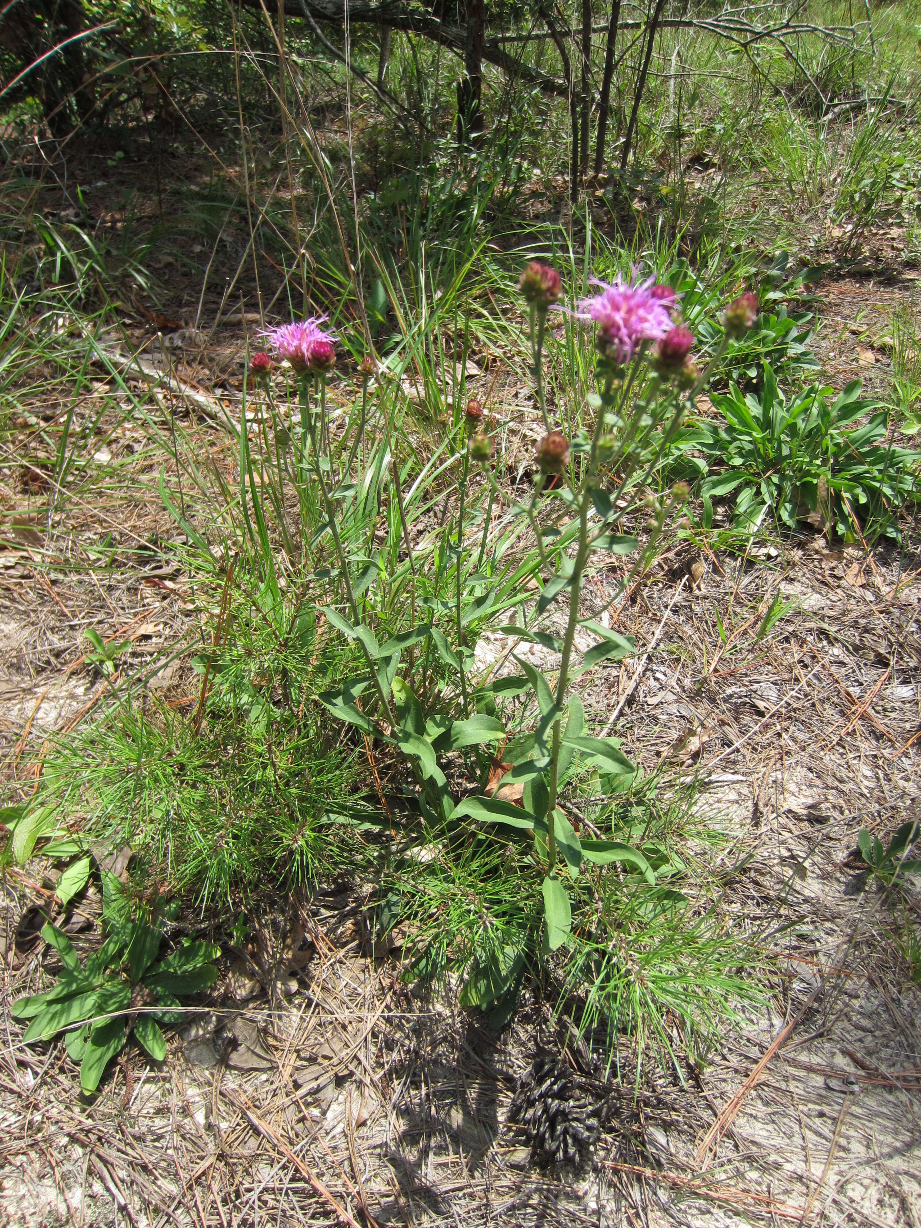 Image of sandywoods chaffhead