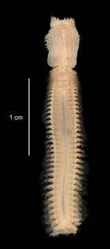 Aglaophamus trissophyllus (Grube 1877) resmi