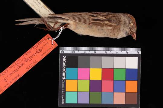 Image of Worthen's Sparrow