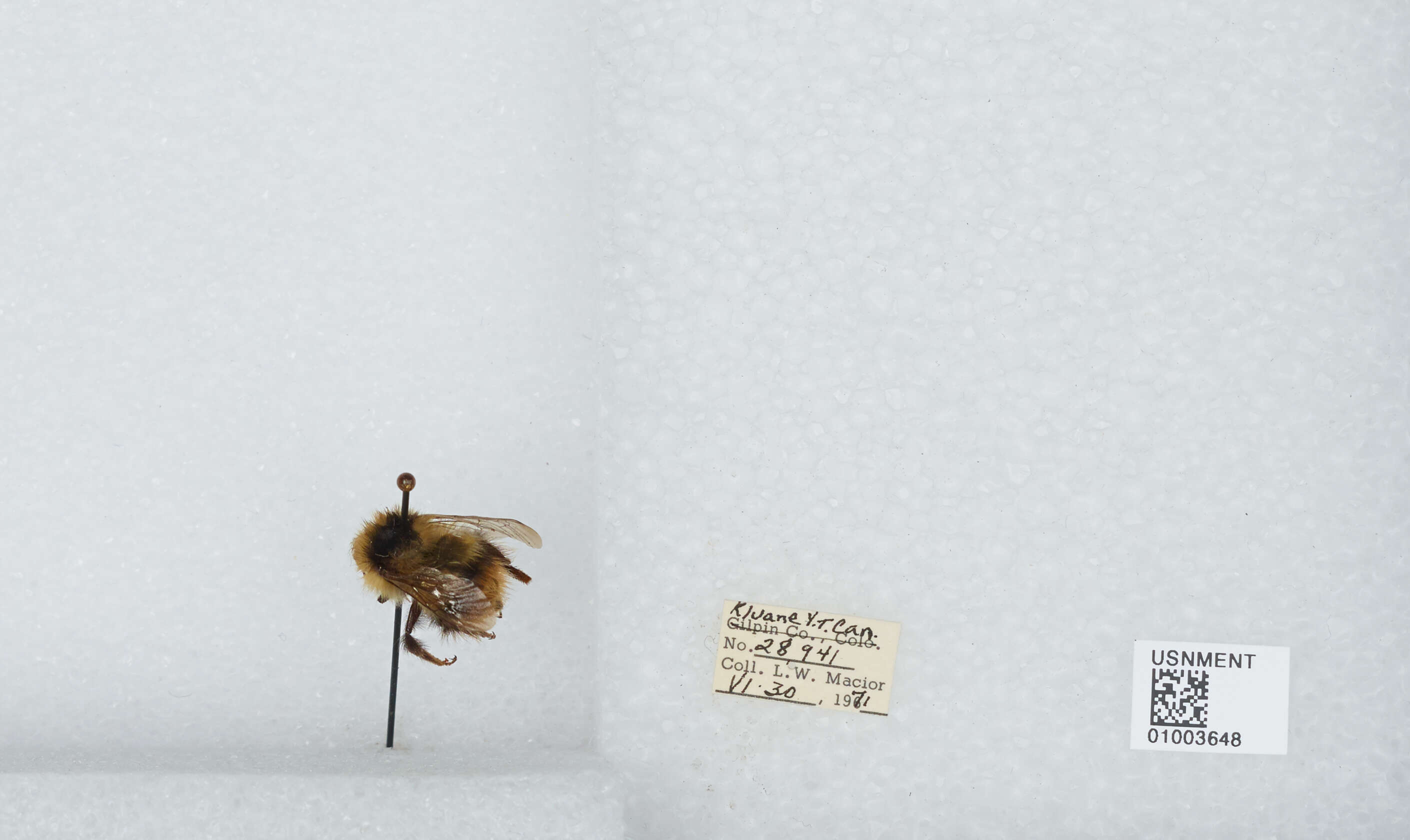 Image of Frigid Bumble Bee