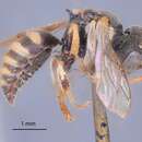 Image of Oxybelus subspinosus Klug ex Waltl 1835