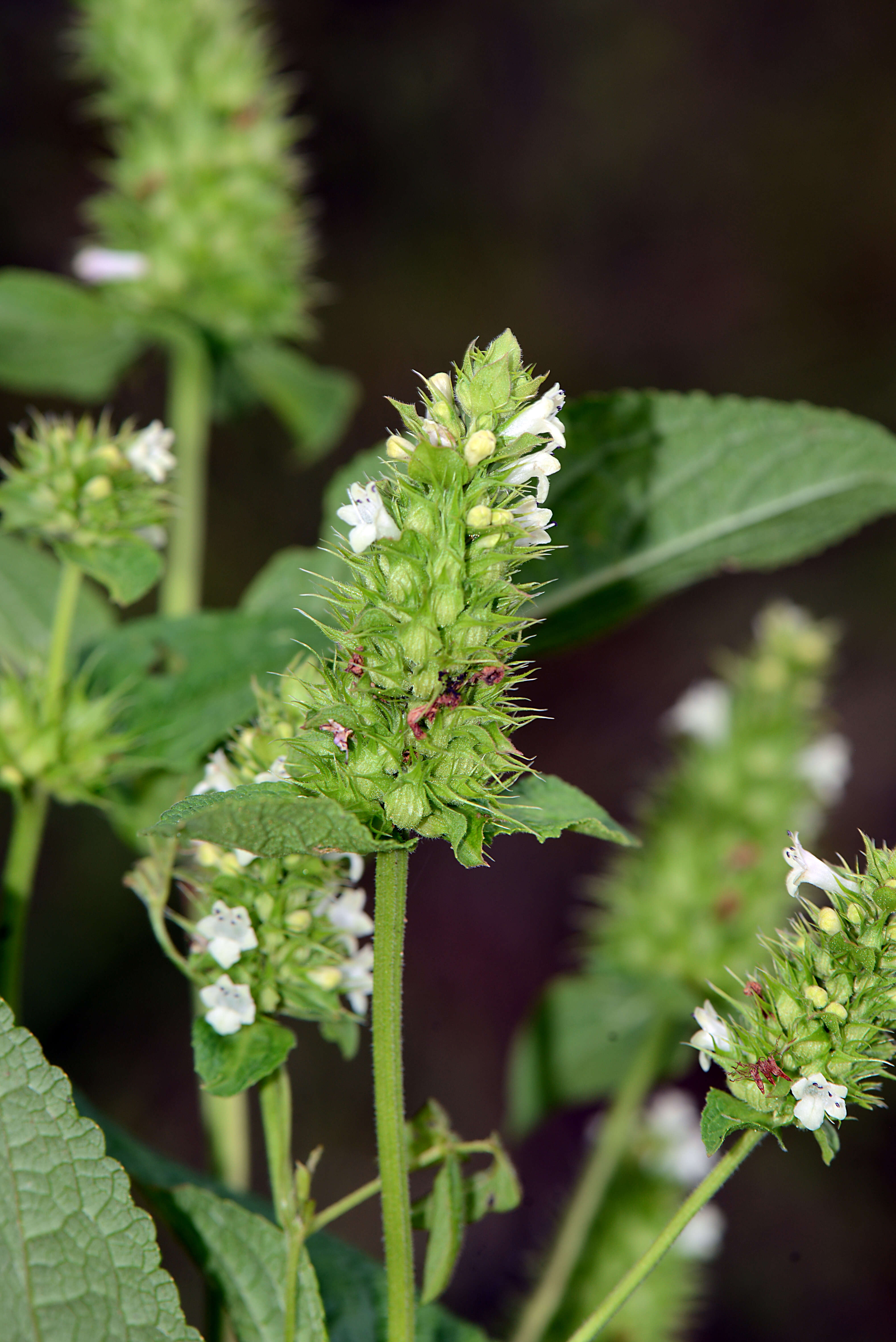 Image of Lepechinia caulescens (Ortega) Epling