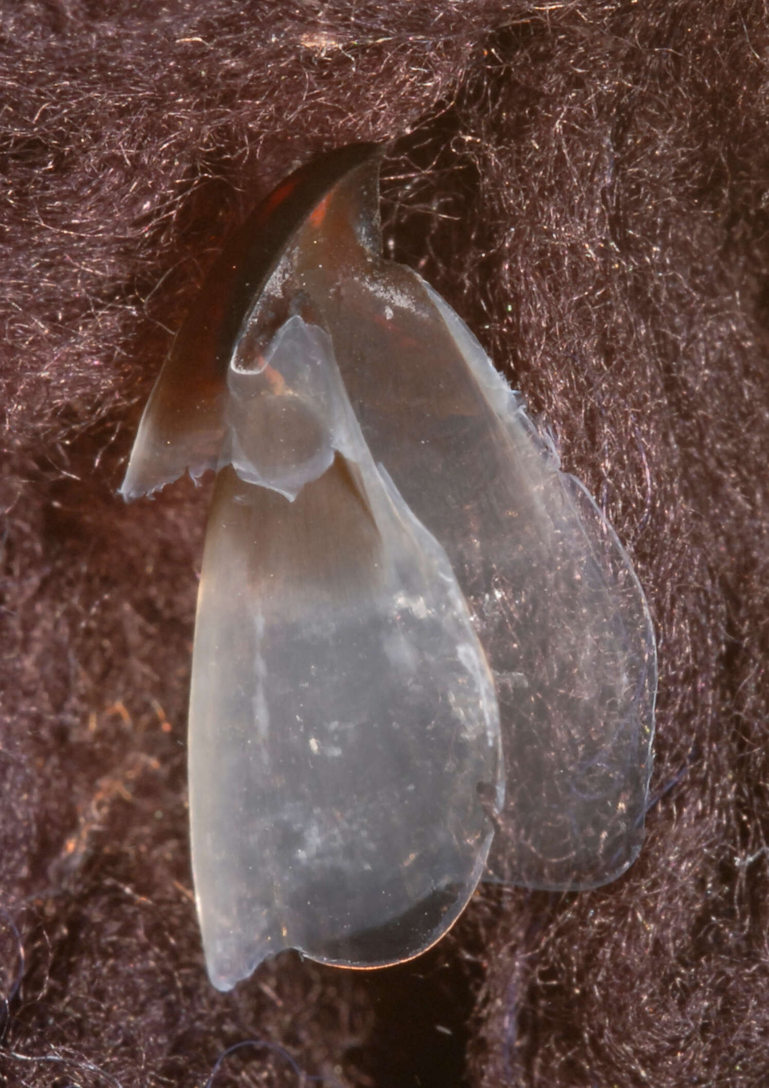 Image of Bonpland's squid