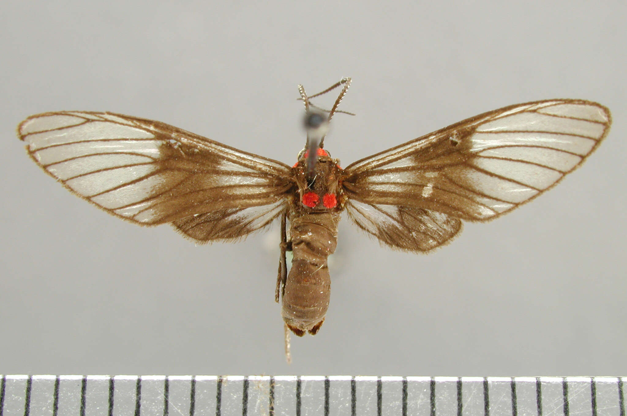 Image of Pseudomya melanthoides