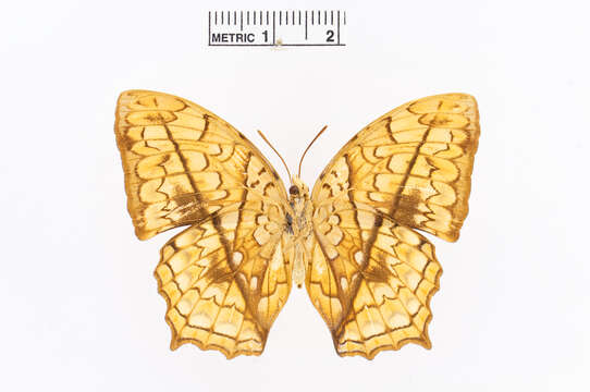 Imagem de Charaxes pleione Godart 1824