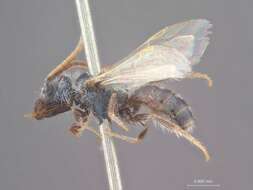 Image of Halictus