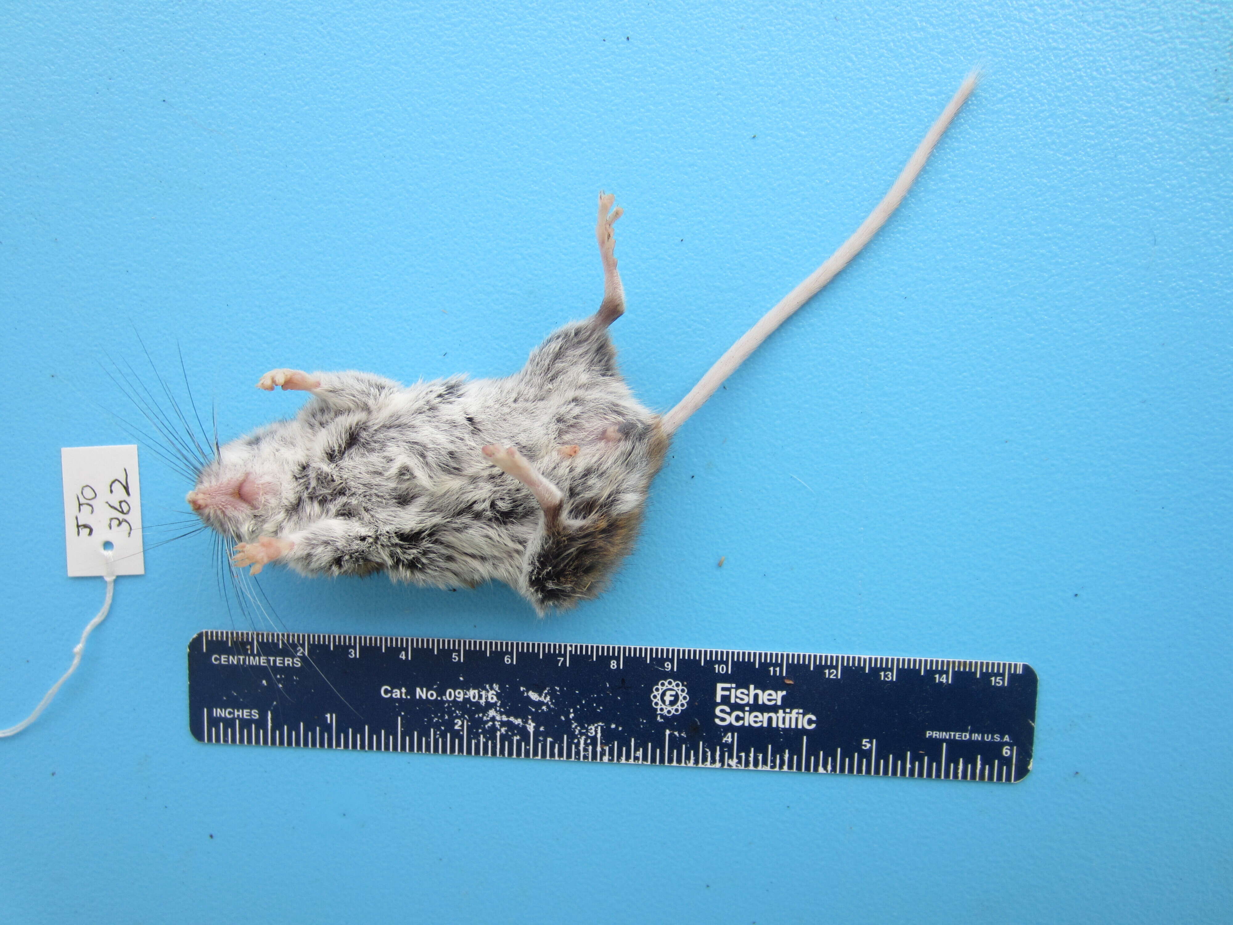 Image of Deer Mouse