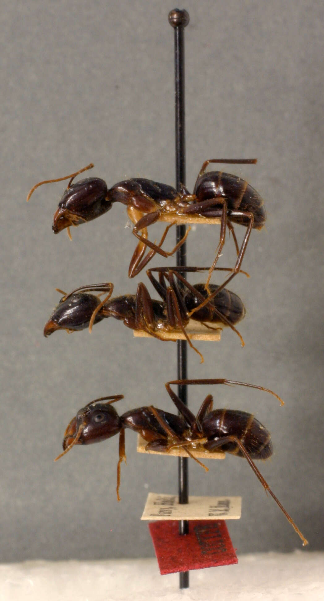 Plancia ëd Camponotus maculatus (Fabricius 1782)