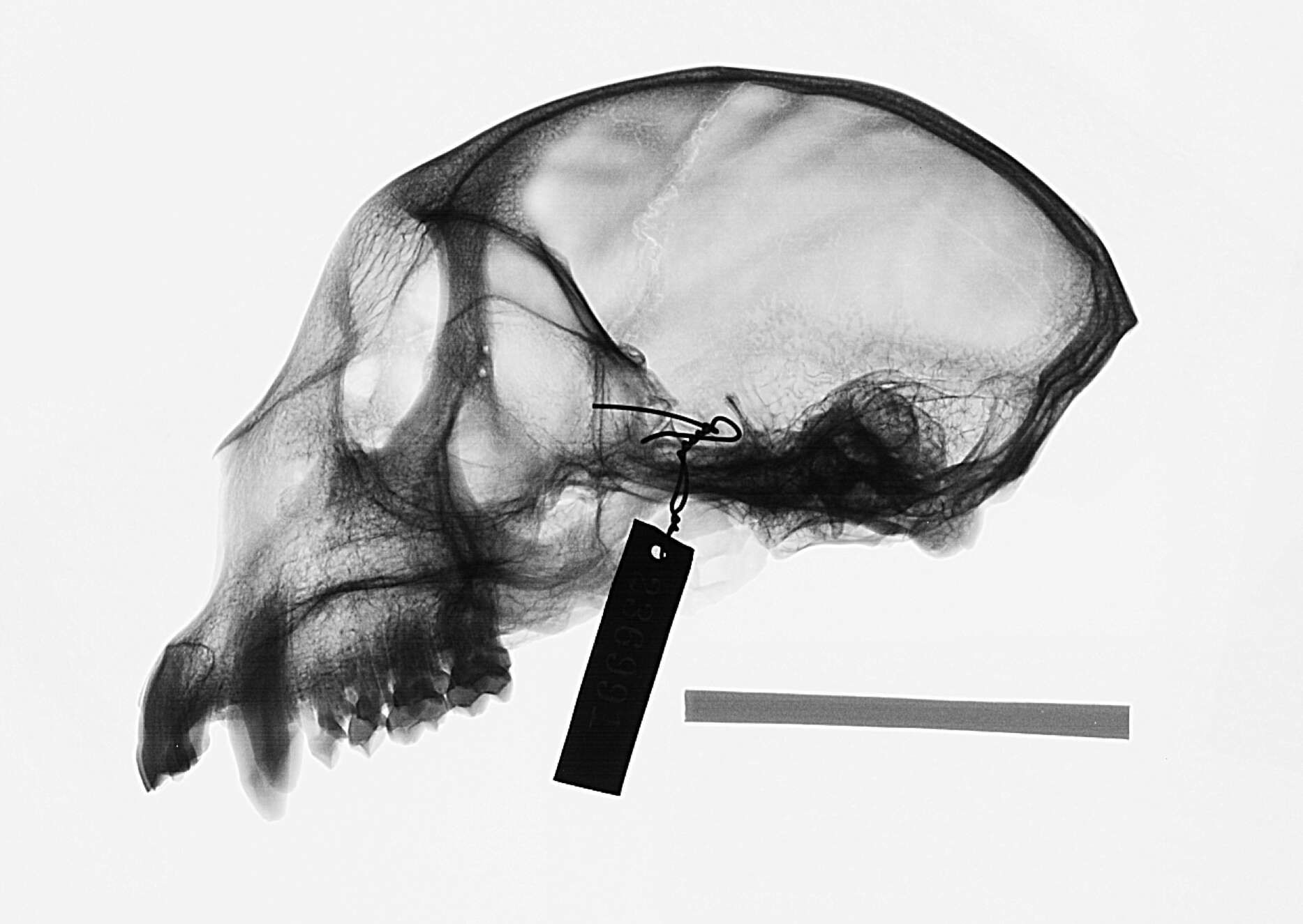 Image de Cercopithecus mitis stuhlmanni Matschie 1893